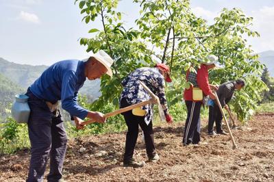 朝天区:核桃林下忙套种 助农实现“一地多收”