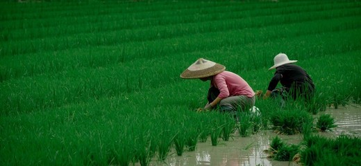 【聚焦乡村振兴】来凤:千亩水稻制种基地播下“致富种”